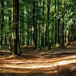 Uprava za gazdovanje šumama: Nećemo dozvoliti da neko manipuliše našim odlukama