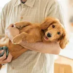 Ovo su razlozi zašto ne biste trebali grliti pse