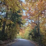 AMSCG: Saobraćaj se odvija po mjestimično mokrim kolovozima