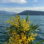 Prvi dan 2026. pretežno sunčan i hladan, do devet stepeni