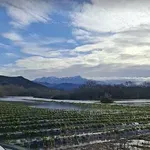 Skadarsko jezero plavi imanja: U Podhumu zasadi jagoda pod vodom