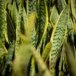 Zeleni čuvari zdravlja: Biljke koje pročišćavaju dom i smiruju um