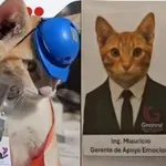 Firma zaposlila mačka kao "menadžera za emocionalnu podršku", dobio i uniformu