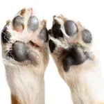 Nastavlja se humanitarna akcija „Od srca za šapice“: Apel za pomoć i udomljavanje