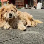 Pljevlja ostala bez Laza – najvjernijeg čuvara grada