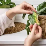 Biljka vam je naglo izgubila listove? Evo šta treba da uradite