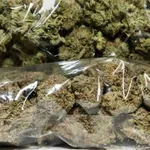 Oglasila se stranka bivšeg premijera Zaeva: "Kako je pet tona droge prešlo u Srbiju?"