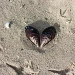 Horoskop za 10. februar: Bik previše emotivan, Strijelca pritiska emotivna situacija