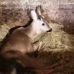 Novljanin spasio teško ranjenog srndaća