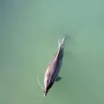 (VIDEO) Delfin snimljen u rijeci u Hrvatskoj: Zalutao u slatku vodu