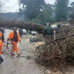 Tivat: Jak južni vjetar napravio štetu u Mrčevcu, obarao stabla i oštetio krovove