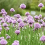 Vlašac čuva vid, pamćenje i kosti, štiti od raka