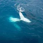 (VIDEO/FOTO) Fotografija rijetkog albino kita osvojila glavnu nagradu na takmičenju World Nature Photography Award