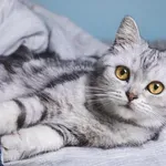 Mačke rijetko pokazuju bol: Obratite pažnju na ove signale