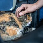 Namirnice koje ne smijete davati vašim mačkama