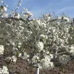 Vremenska prognoza: Smena sunca i oblaka