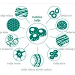 Veliki odziv Nišlija za upis u registar davalaca matičnih ćelija