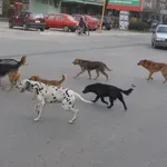 Još jedan incident sinoć u Nišu: Devojka napadnuta od strane čopora pasa