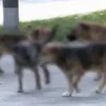 Pas u Nišu napao ženu i njenog psa - sledi krivična prijava