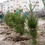 Nova pravila o zelenila u Nišu: Investitori moraju da sade drveće