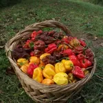 Niška Banja se sprema za najljući vikend: Čili fest 19. i 20. septembra