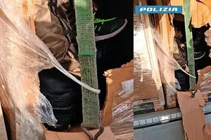 Migrante skrila v kartonaste škatle
