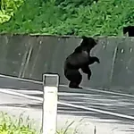 Medvedek dolgih osem ur ni mogel z zidu (VIDEO)