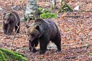 Medvedka dvakrat prišla do gozdarja (VIDEO)