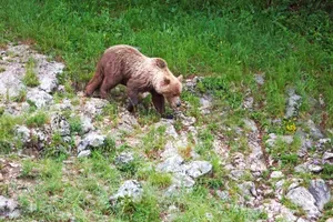 Ministrstvo za letos izdalo odločbo za odstrel 176 medvedov iz narave