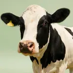 Parmezan, žele in pivo: živila, za katera ste mislili, da so vegetarijanska, pa niso