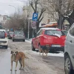 VRANJANAC TEŠKO POVREĐEN: Pas lutalica mu naneo neviđene povrede