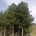 ČOVEK PRONAĐEN MRTAV U ŠUMI U POLJANICI