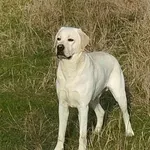 TRAŽI SE MAKS: Nestao labrador, nalazaču sledi nagrada