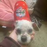 IZGUBLJEN PAS U SELU RANUTOVAC