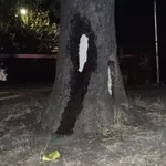 VLADICA STANKOVIĆ U POLA NOĆI IMAO POZIV KOJI SE NE ODBIJA: Rešio leglo stršljena u vranjskoj školi
