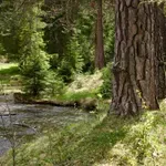 Dekan Šumarskog fakulteta: Stanje šuma u Srbiji zadovoljavajuće