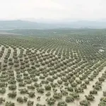 Kako Kina pustinju pretvara u šumu