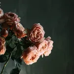 Srpska ruža kao izvozni adut