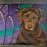 Mitrovica: Kako Srbi i Albanci igraju ping-pong psima