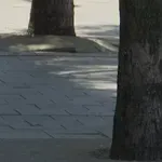 Zašto se „betonira“ drveće po Beogradu?