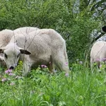 Nova zaraza u Srbiji: Ubijeno 127 ovaca i jagnjadi zbog boginja ovaca i koza