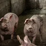 Srpske svinje, afrička kuga: Opasnost je još tu