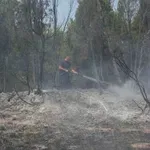 Požar u Deliblatskoj peščari stavljen pod kontrolu