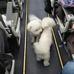 Kako aviokompanije deru vlasnike pasa i mačaka