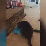 BEST EVER Kitty Cucumber Scare FAIL!