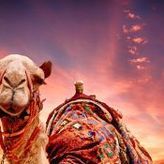 Luksuzni "hotel" za kamile: Toplo mleko i tetošenje pre izbora lepote