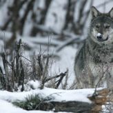 Konzervacija i priroda: Zaštita divljih životinja u Evropi pomaže u oporavku mnogih vrsta, otkriva izveštaj
