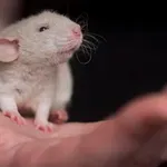 Četiri laboratorijska miša preživela povratak na Zemlju sa Kineske svemirske stanice