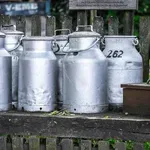 Ministarstvo: Neutemeljeno smanjenje otkupne cene mleka i pritisci neće ostati bez odgovora