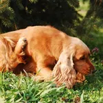 Naučnici istražuju: Jesmo li nesvesno stvorili "neurodivergentne" pse i mačke?